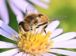 Foto af Almindelig dyndflue (Eristalis arbustorum) | Han