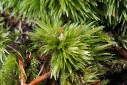 Foto af Almindelig hvidmos (Leucobryum glaucum)