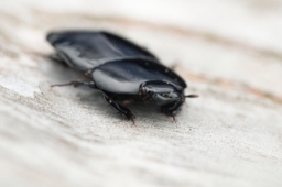 Foto af Hololepta plana (Hololepta plana) | Standardfoto