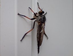 Foto af Sortfodet skovrovflue (Neoitamus cyanurus) | Hun