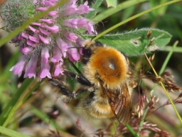 Foto af Moshumle (Bombus muscorum) | Standardfoto