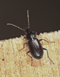 Foto af Langstrakt kvikløber (Agonum thoreyi) | Standardfoto