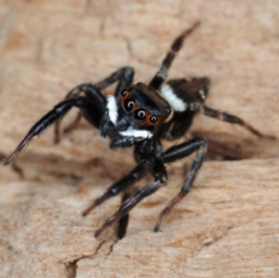 Foto af Hasarius adansoni (Hasarius adansoni) | Jørgen Lissner