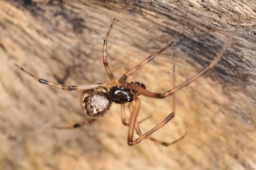 Foto af Parasteatoda tabulata (Parasteatoda tabulata) | Han