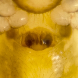Foto af Minicia marginella (Minicia marginella) | Hunnens epigyn