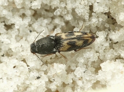 Foto af Negastrius sabulicola (Negastrius sabulicola) | Standardfoto