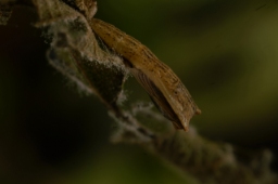 Foto af Pileringmåler (Cyclophora pendularia) | Puppe