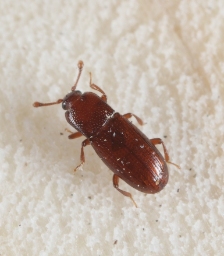 Foto af Cerylon ferrugineum (Cerylon ferrugineum) | Standardfoto