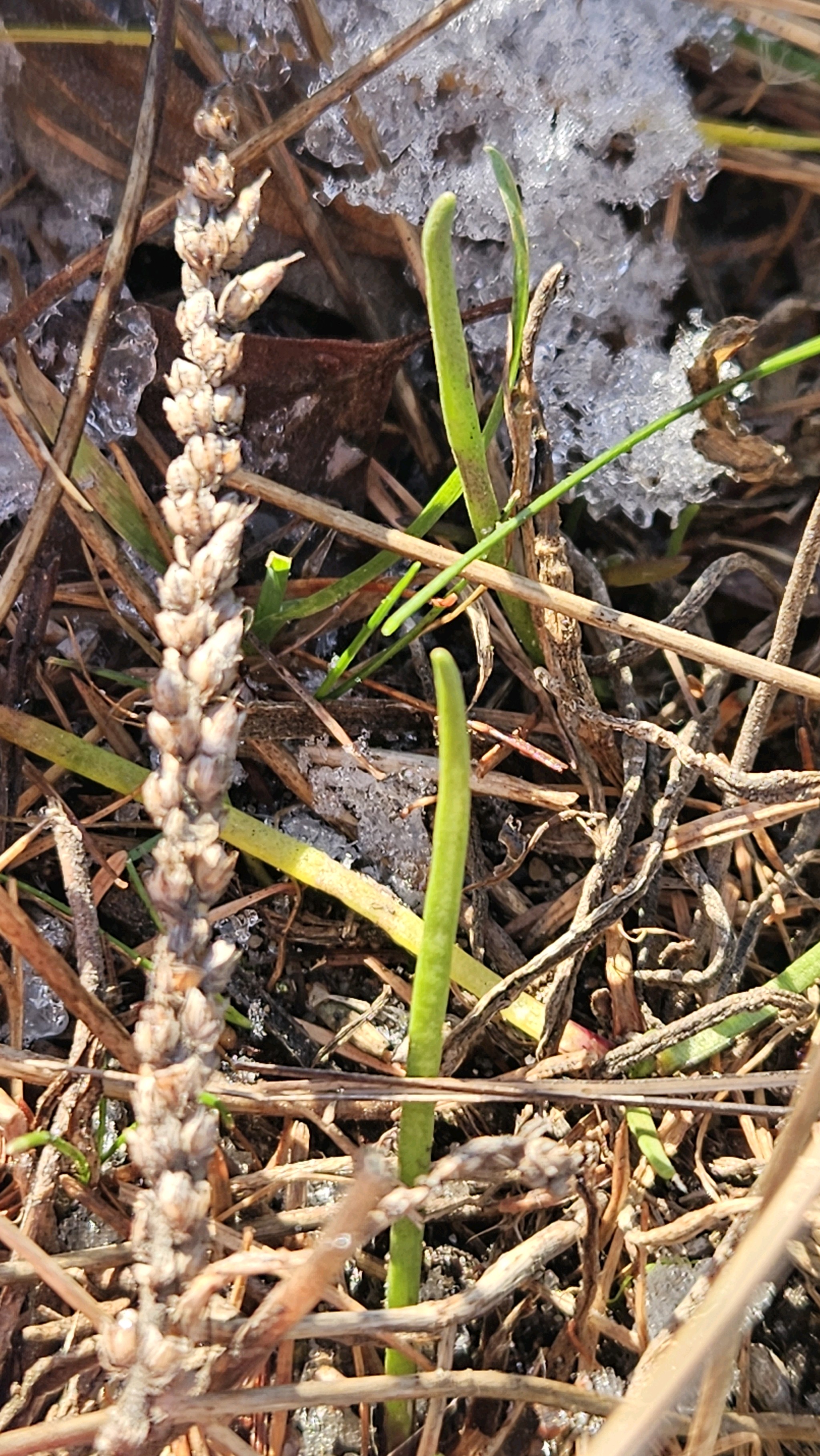Sea plantain