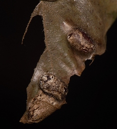 Foto af Lille sneglespinder (Heterogenea asella) | Standardfoto