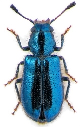 Foto af Skinkebille (Korynetes caeruleus) | KV Makarov - www.zin.ru/Animalia/Coleoptera