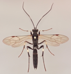 Foto af Achaius oratorius (Achaius oratorius) | Malcolm Storey