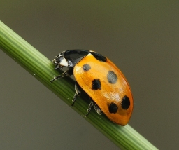 Foto af Elleveplettet mariehøne (Coccinella undecimpunctata) | Standardfoto