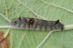 Foto af Kobberbrun spinder (Gastropacha quercifolia) | Larve