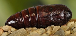 Foto af Zigzagspinder (Notodonta ziczac) | Puppe