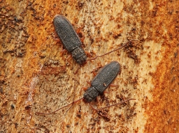 Foto af Langhornet fladbille (Uleiota planata) | Standardfoto