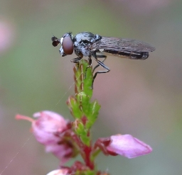 Foto af Dværg-svirreflue (Pelecocera lusitanica) | Han
