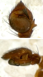 Foto af Pistius truncatus (Pistius truncatus) | Palpen fra en han fra Ekkodalen