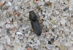 Foto af Negastrius sabulicola (Negastrius sabulicola) | Standardfoto