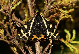 Foto af Skovbjørn (Arctia plantaginis) | Hun