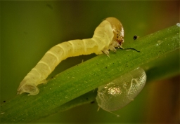 Foto af Smalfeltet båndmåler (Pungeleria capreolaria) | Larve