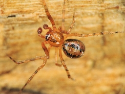 Foto af Theridion familiare (Theridion familiare) | Han