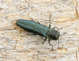 Foto af Stor egepragtbille (Agrilus sulcicollis) | Standardfoto