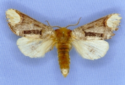 Foto af Måneplet (Phalera bucephala) | Med sort bjælke i fårvingen  