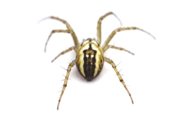 Foto af Sortstribet hedehjulspinder (Mangora acalypha) | Hun