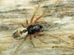 Foto af Simziella major (Simziella major) | Han