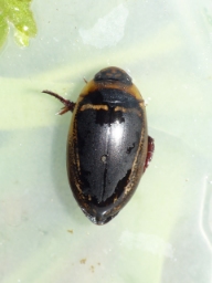 Foto af Tværstribet vandkalv (Hydaticus transversalis) | Standardfoto