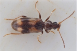 Foto af Notoxus trifasciatus (Notoxus trifasciatus) | Standardfoto