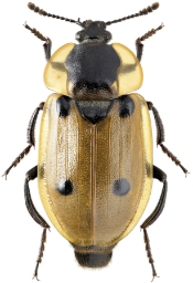 Foto af Fireplettet ådselbille (Dendroxena quadrimaculata) | Standardfoto
