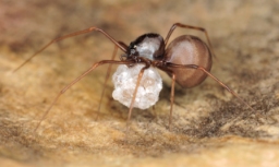 Foto af Væksthus-spytteedderkop (Scytodes fusca) | Jørgen Lissner