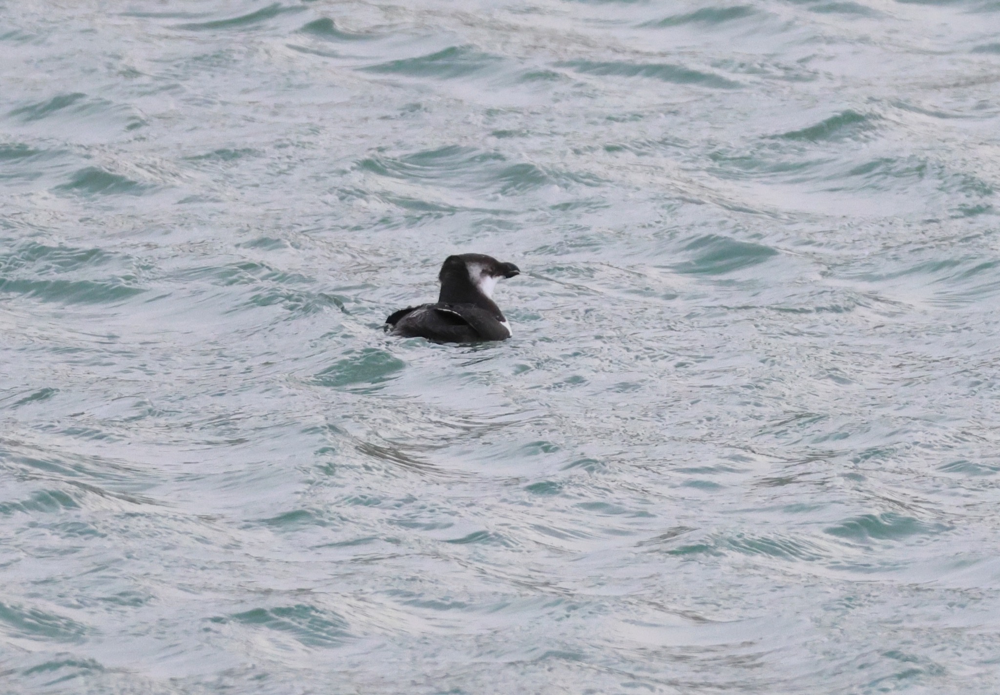 Razorbill (Alca torda), photo 3