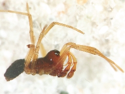 Foto af Prinerigone vagans (Prinerigone vagans) | Han
