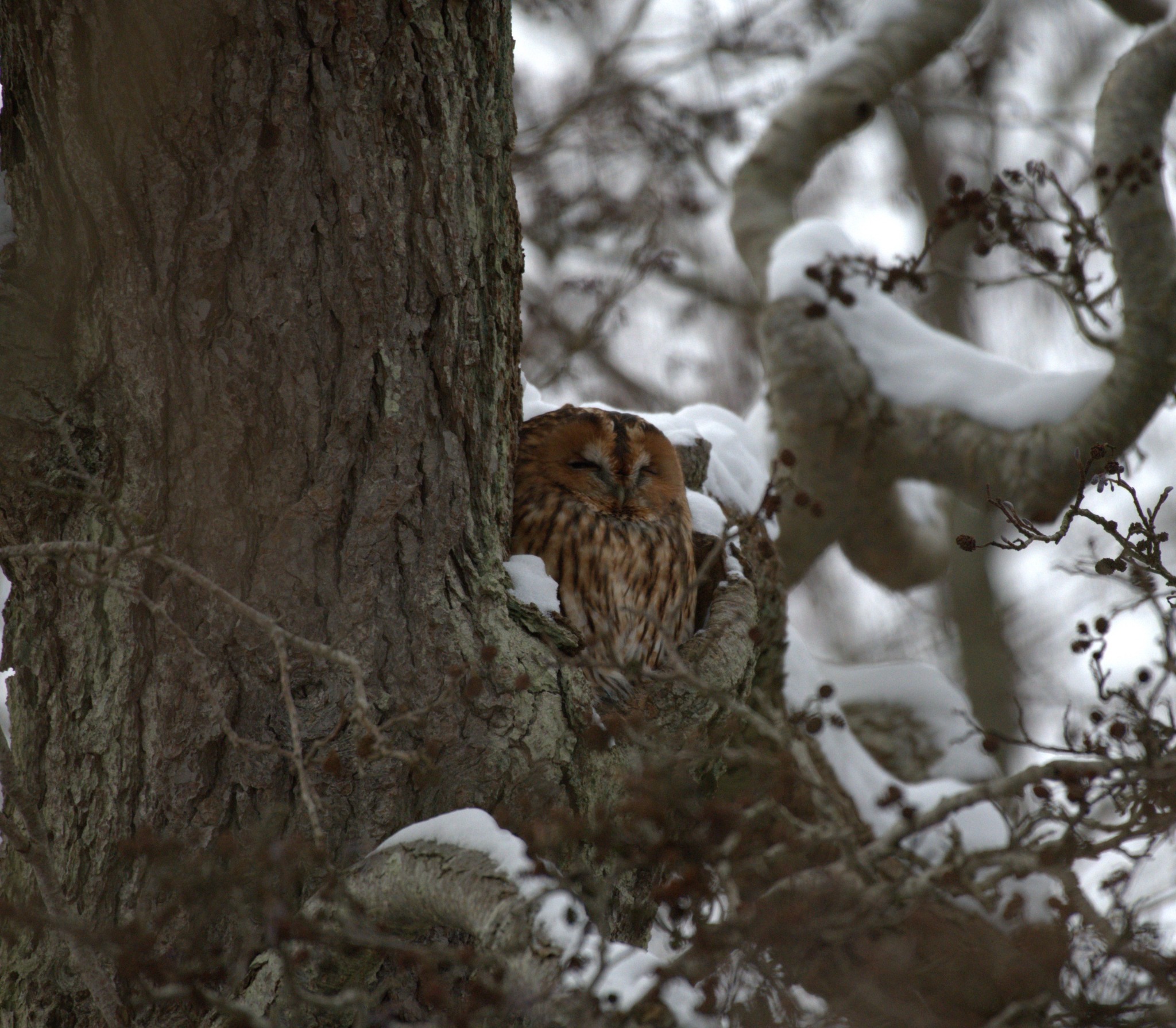 Tawny Owl (Strix aluco), photo 5