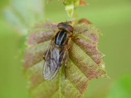Foto af Snude-damsvirreflue (Eurimyia lineata) | Standardfoto