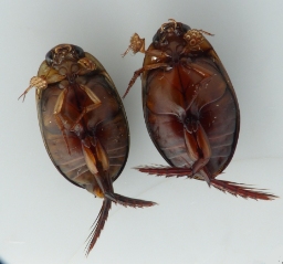 Foto af Graphoderus austriacus (Graphoderus austriacus) | Standardfoto