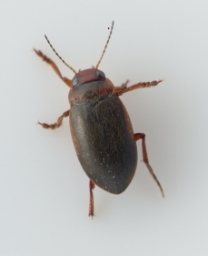 Foto af Hydroporus dorsalis (Hydroporus dorsalis) | Standardfoto