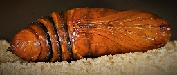 Foto af Nøgle-landmand (Agrotis clavis) | Puppe