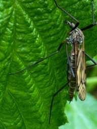 Foto af Tipula varipennis (Tipula varipennis) | Hun