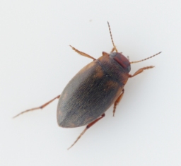 Foto af Hydroporus palustris (Hydroporus palustris) | Standardfoto