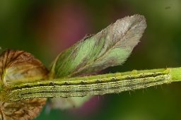 Foto af Cikorieugle (Heliothis viriplaca) | Larve