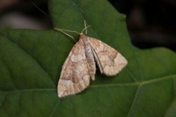 Foto af Blåbær-havemåler (Eulithis populata) | Standardfoto