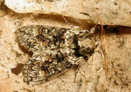 Foto af Mosgrøn uglespinder (Polyploca ridens) | Standardfoto