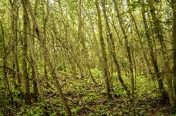 Foto af Streg-måneplet (Clostera anachoreta) | Landskabsfoto