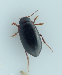 Foto af Hydroporus memnonius (Hydroporus memnonius) | Standardfoto