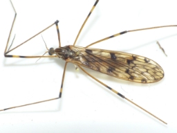 Foto af Metalimnobia quadrimaculata (Metalimnobia quadrimaculata) | Standardfoto