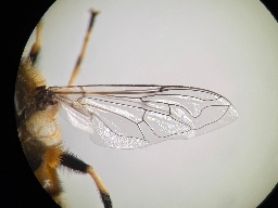 Foto af Tidlig dyndflue (Eristalis picea) | Han